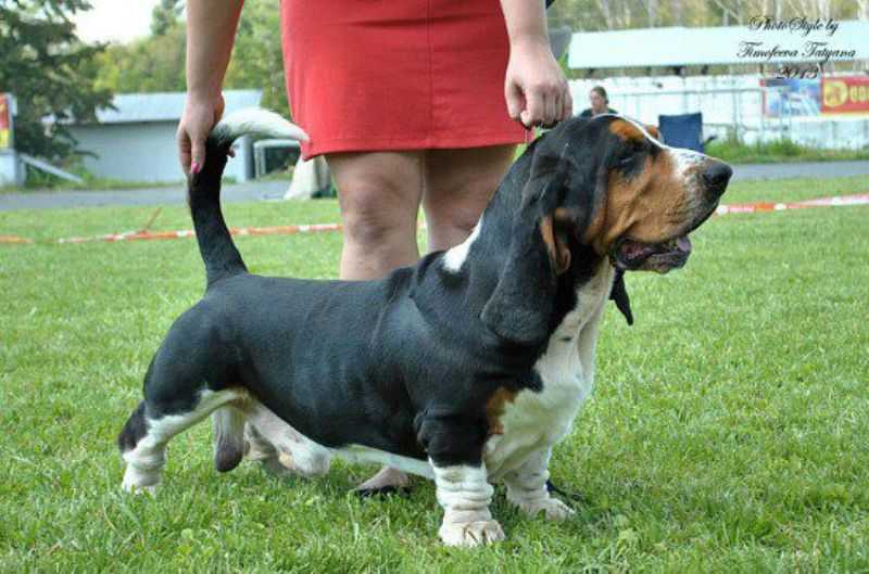 Grand Twintip Leader of Fling | Basset Hound 