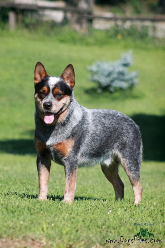 ICEBREAKER DI MONTE TONICO | Australian Cattle Dog 