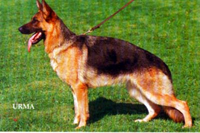 Brenda vom Steigerhof | German Shepherd Dog 