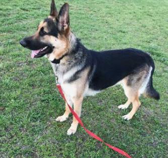 Ammo Von GSDefenders | German Shepherd Dog 