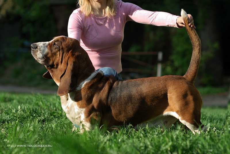 ?olletto Bianko Yulius | Basset Hound 