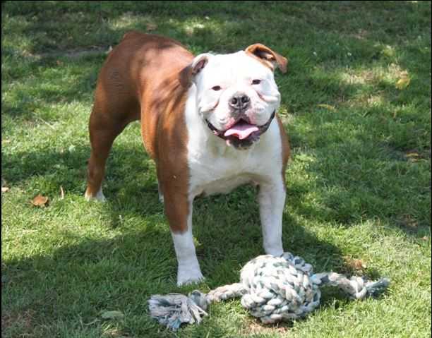 Brickhouse Bullies Honey | Olde English Bulldogge 