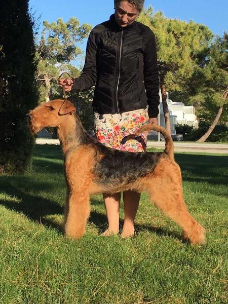 Saredon Big Brother | Airedale Terrier 