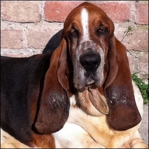 Linkin Park dei Due Briganti | Basset Hound 