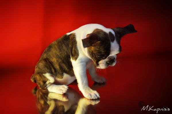 Hecuba Alcippe oula chalali | Boston Terrier 