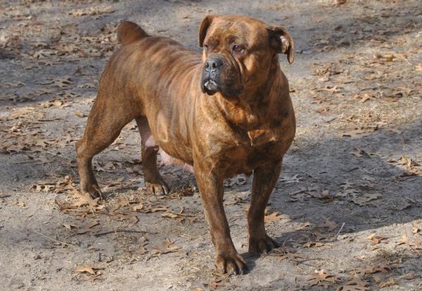 Salazar's Madam Mercedes | Olde English Bulldogge 