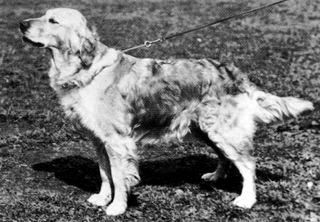 Sally of Westley | Golden Retriever 