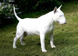 Bullyview entertainment at lydsyll | Bull Terrier 