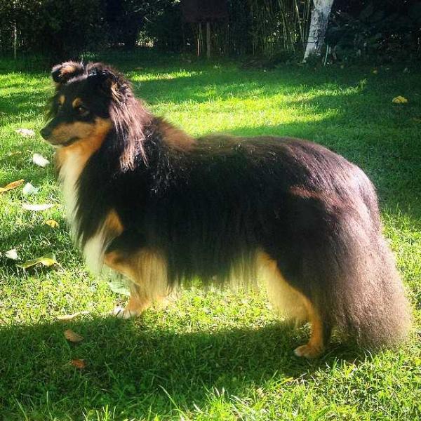 Torres Home Nakties Rapsodija | Shetland Sheepdog 