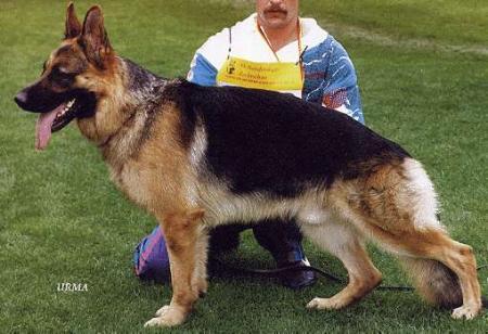 Ursus von der Steinhägerquelle | German Shepherd Dog 