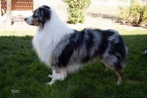 Somo's Moonlight Blue Ice | Australian Shepherd 