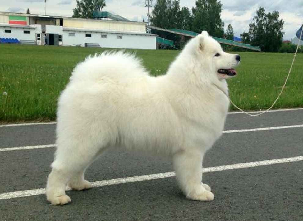 Amundsen Team Zilven Ar?nel | Samoyed 