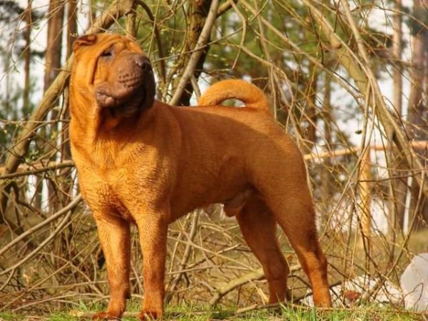 Tagri Edcher OLEOLE MARSH CHEMPION NilWorld | Shar-Pei 