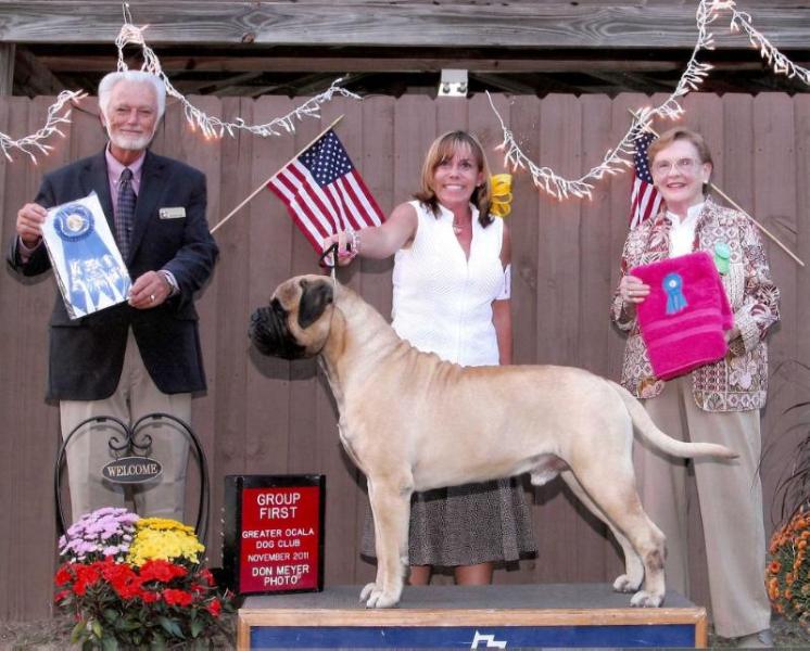 Bandog's Brutus Of Raven | Bullmastiff 