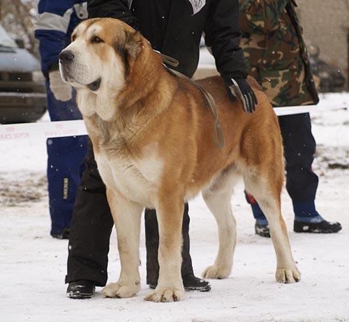 OMOK IZ VECAKI | Central Asian Shepherd Dog 