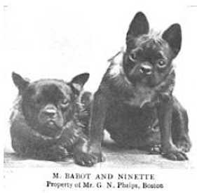 M Babot | French Bulldog 