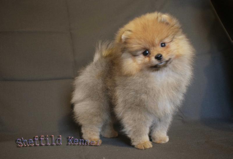 Charliz v. Shteffild | Pomeranian 