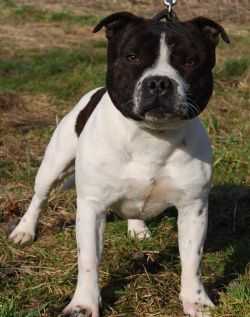 WAR LORD of Canterbury | Staffordshire Bull Terrier 