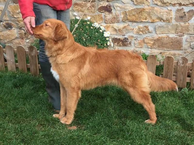 Canis Amicus Hemir | Nova Scotia Duck Tolling Retriever 