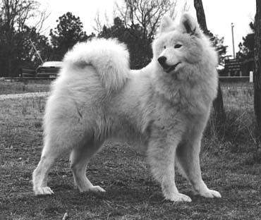 Abakan Going-to-the-Sun Song | Samoyed 