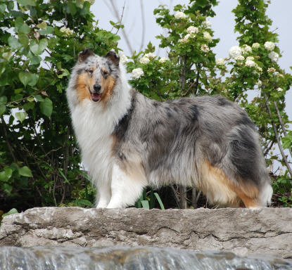 Armitage Spiritwind Stolen Halo | Rough Collie 