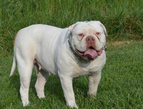 Bay Area Bullies Trouble of Garcia Brothers | American Bulldog 