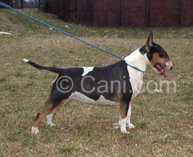 Amy di Casa Arianna | Bull Terrier 