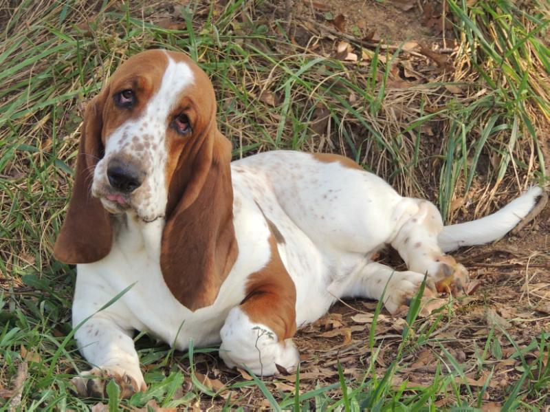 Janzen's Ernestine Lucille | Basset Hound 