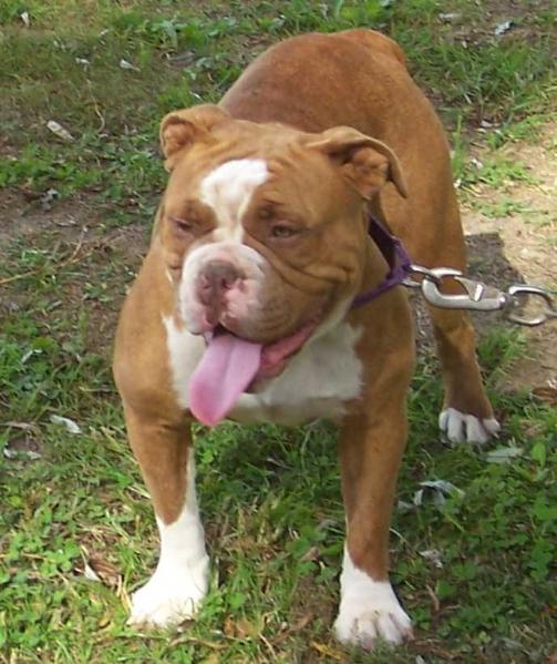 Bravo Zulu Shebia | Olde English Bulldogge 