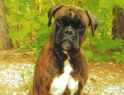 Dutch Secret's Lennox | Boxer 