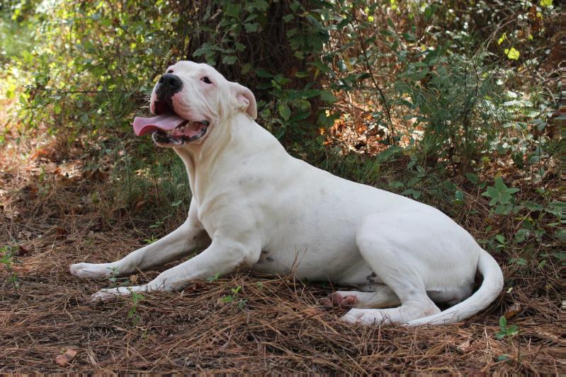 South'n Terr Georgia | American Bulldog 