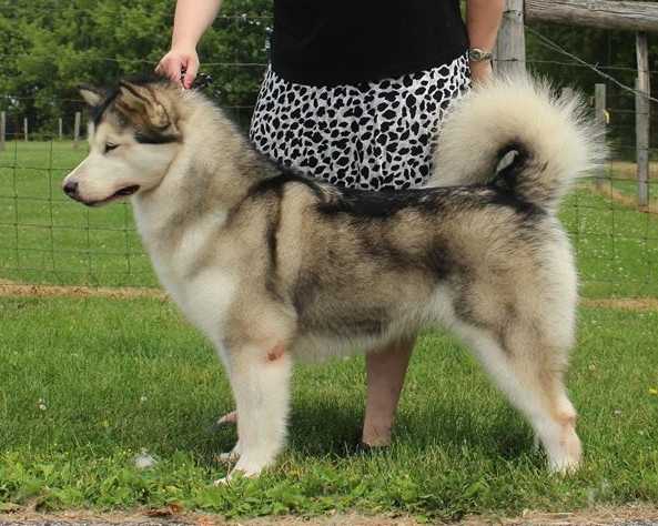 Amaqqut On The Pull | Alaskan Malamute 