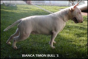 bianca timonbulls | Bull Terrier 