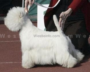 Agent Cornus Adoxa | West Highland White Terrier 