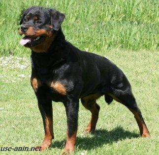 Xana vom Hause Anin | Rottweiler 