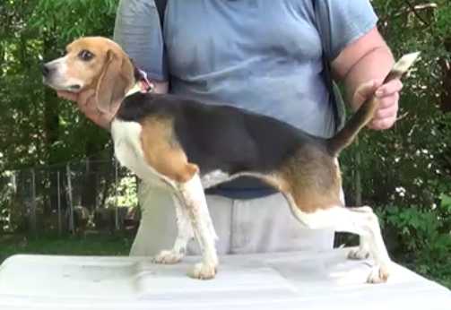 Millerlake's Sputnik | Beagle 