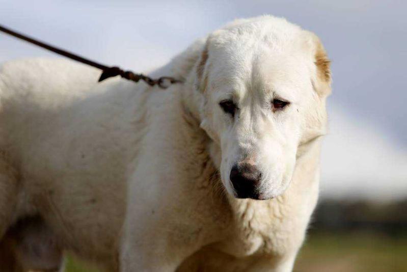 Gyndagar Iti E- Hummer | Central Asian Shepherd Dog 