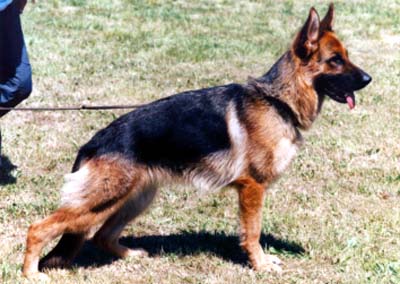 Brigitt vom Hühnegrab | German Shepherd Dog 