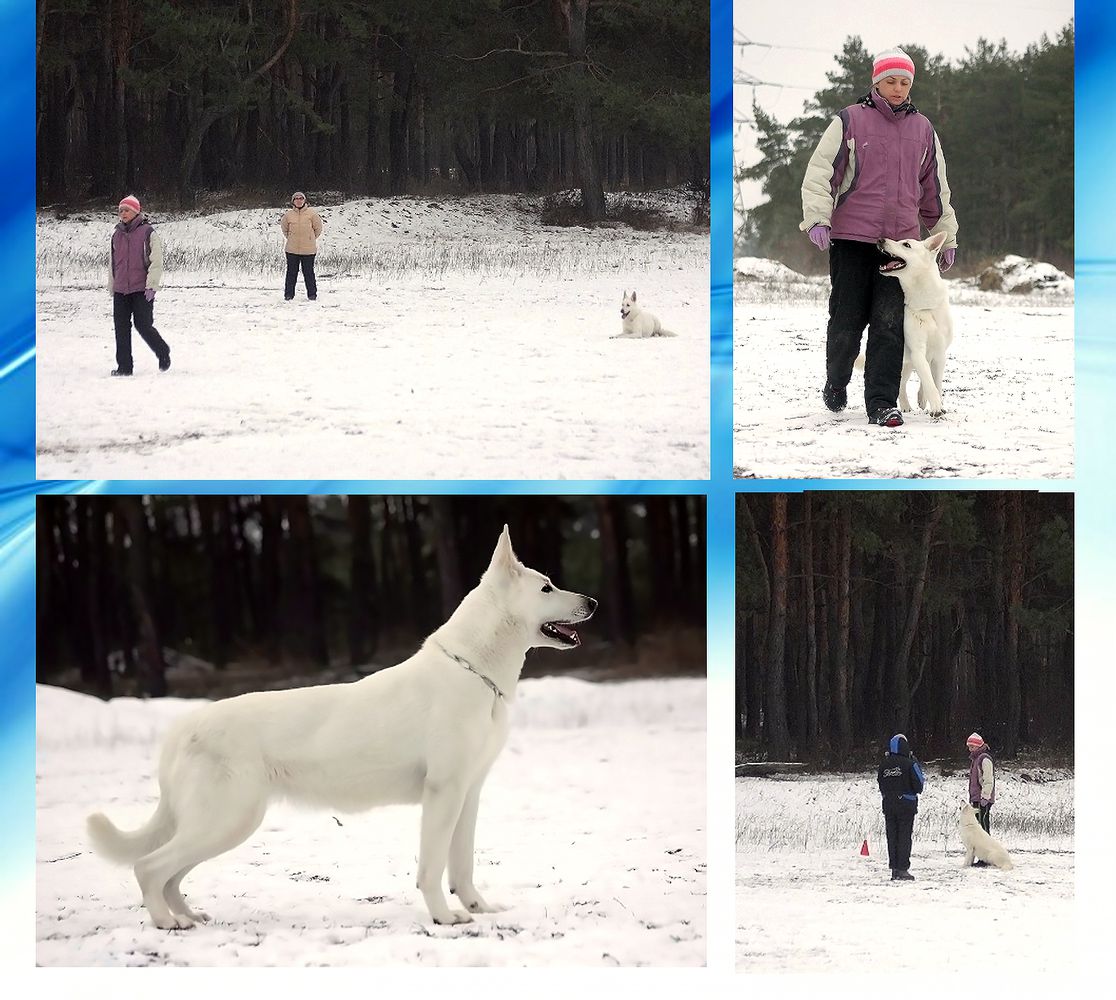 FIELISS HELLI HITRAYA BESTIYA | White Swiss Shepherd Dog 