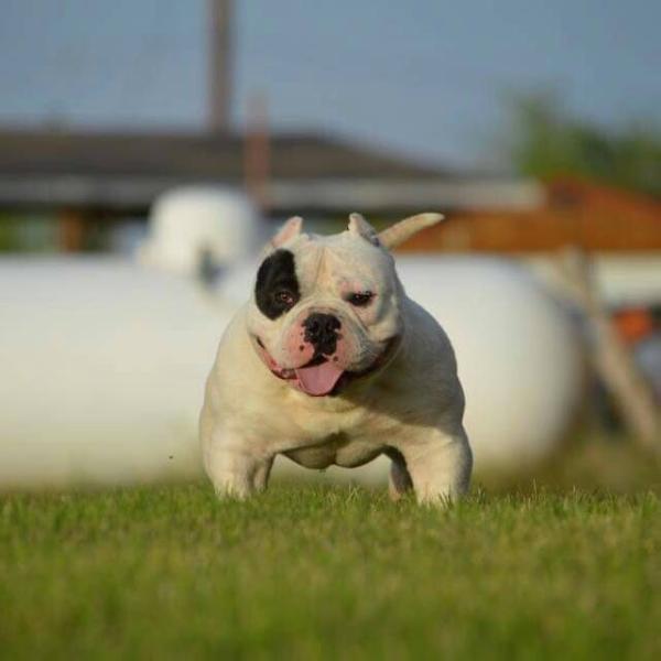 Sideswipe Young Kirko Of DTC | American Pit Bull Terrier 