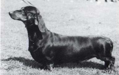 Woodric Imperialist Of Jarthley | Dachshund 