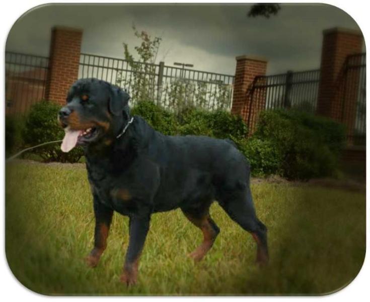 Ivan von der Brans Haus | Rottweiler 