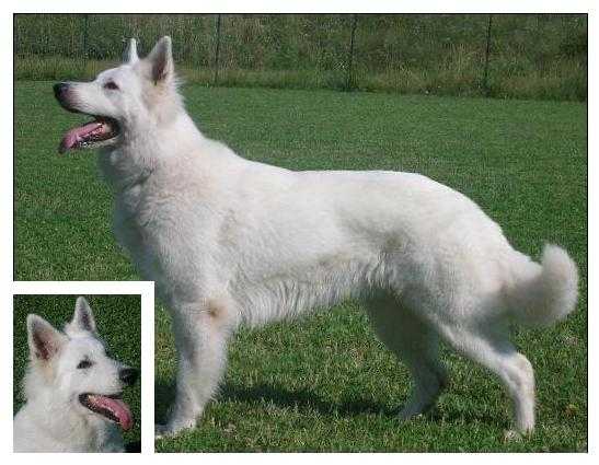 INUK GRISU DELLA CORTE DEI DELFINI BIANCHI | White Swiss Shepherd Dog 