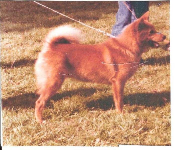 OURAL de la Cascade des Jarreaux | Finnish Spitz 