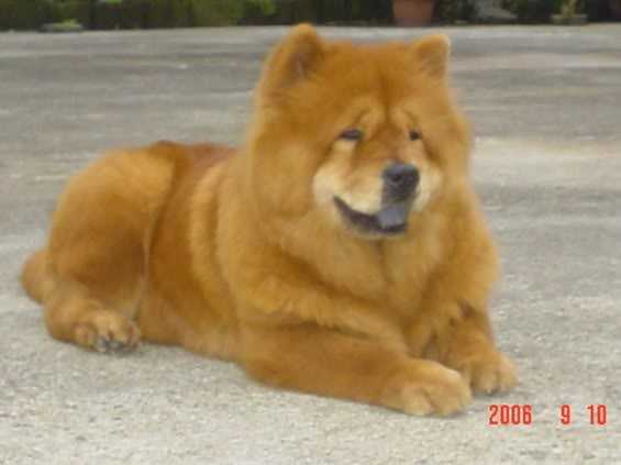 Toffee of walker | Chow Chow 