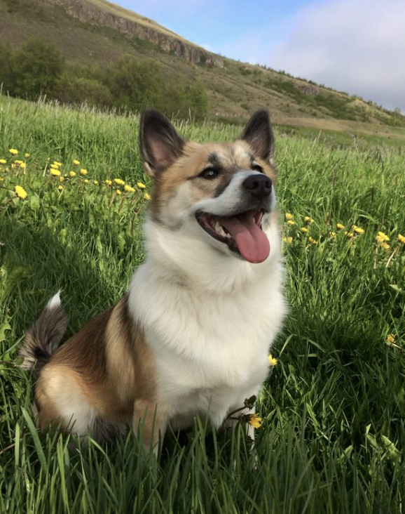 Snætinda Gletta | Icelandic Sheepdog 