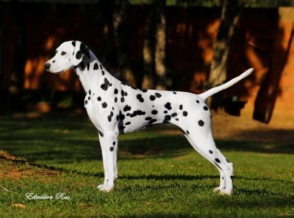 FRIDA VON FEIGLDALS | Dalmatian 