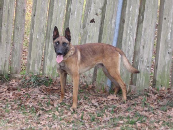 Q Cisco du Loup Soleil | Belgian Malinois 