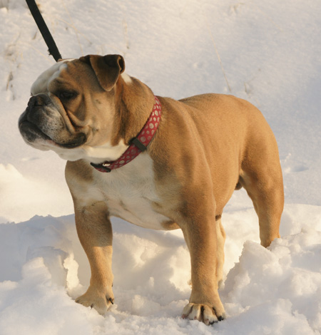 Phoenix Blues Rockafella | Olde English Bulldogge 