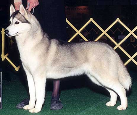 Innisfree's Pearl O' Kivalina | Siberian Husky 